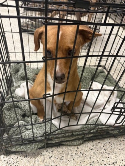 Photo of Frankie, adoptable dog in Atlanta, Georgia