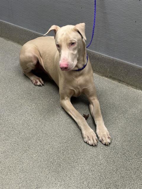Photo of Zero, adoptable Doberman Pinscher in Las Vegas, Nevada