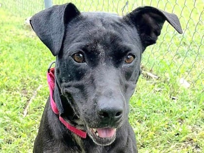 Photo of Meg, adoptable dog in Georgetown, Texas