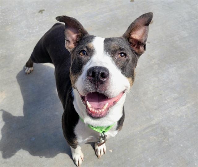 Photo of Clara, adoptable dog