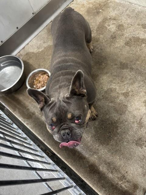 Photo of Cece, adoptable French Bulldog in San Bernardino, California