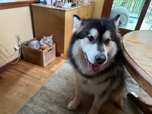 Photo of Kuma, adoptable Alaskan Malamute in Seattle, Washington
