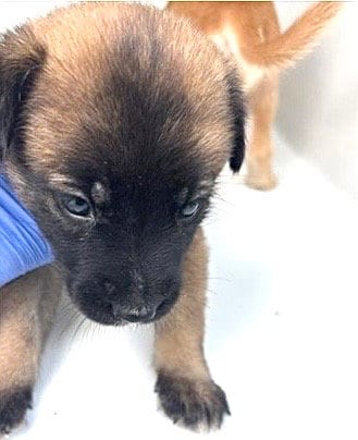 Photo of A661733, adoptable Labrador Retriever in Houston, Texas