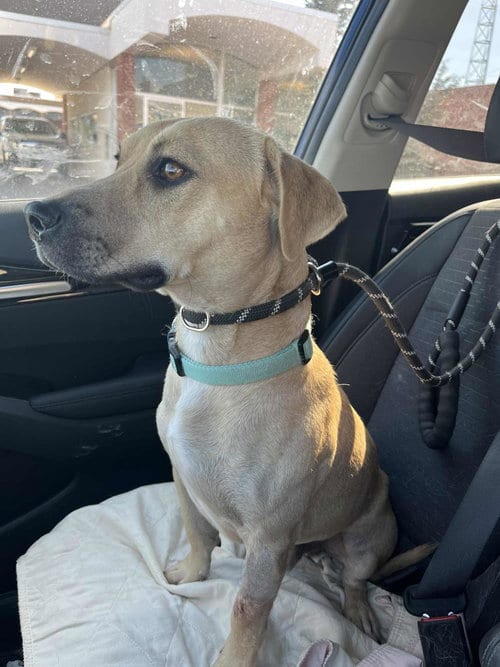 Photo of Hudson, adoptable Terrier in Raytown, Missouri