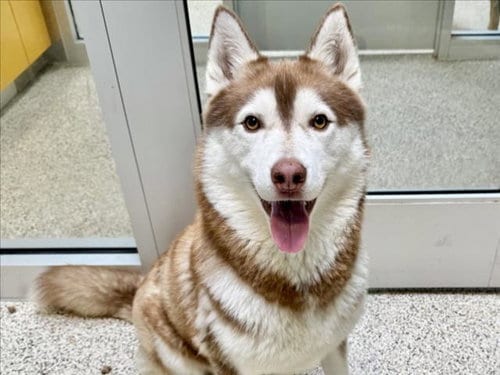 Photo of Toa, adoptable Husky in Los Angeles, California