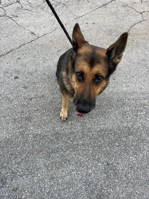 Photo of Abby, adoptable German Shepherd Dog in Miami, Florida
