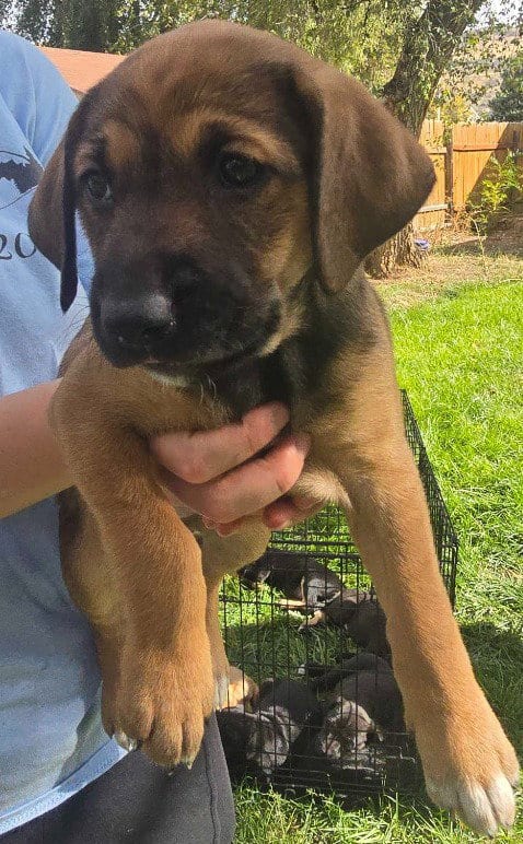 Photo of Ginger, adoptable Black Mouth Cur in Salt Lake City, Utah