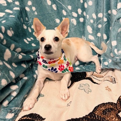 Photo of Bubu, adoptable Chihuahua, Short Coat/Mix in Bakersfield, California