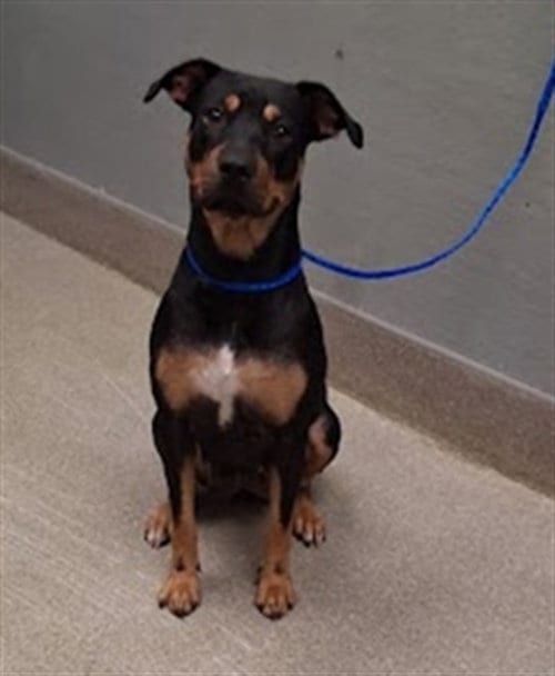 Photo of Dakota, adoptable Rottweiler in Las Vegas, Nevada