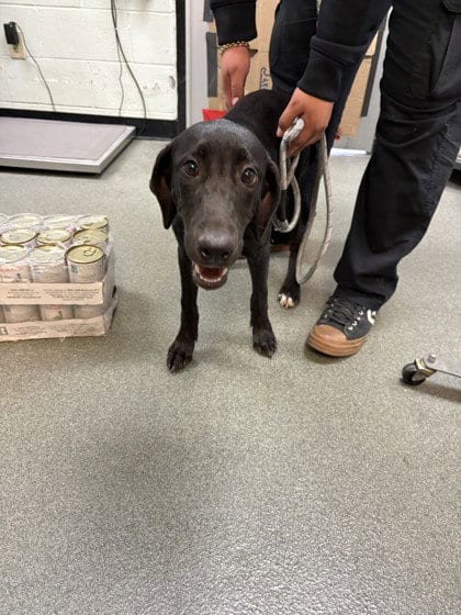 Photo of Sasha RESCUE ONLY, adoptable Labrador Retriever in Rowlett, Texas