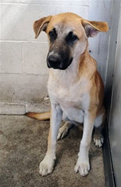 Photo of Lucas, adoptable German Shepherd Dog in San Bernardino, California
