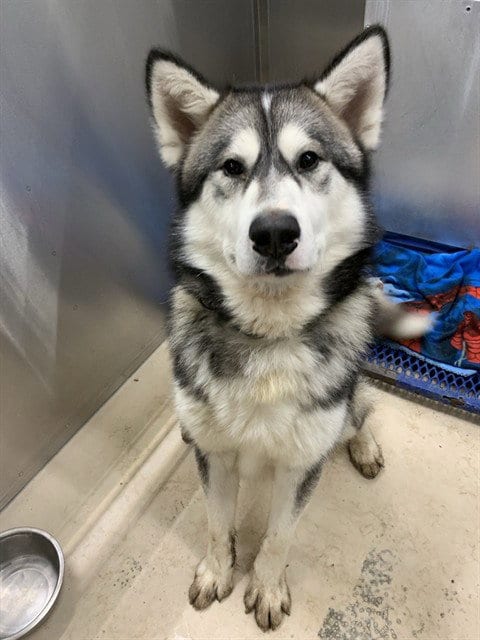 Photo of Yukon, adoptable Alaskan Malamute in Fairbanks, Alaska
