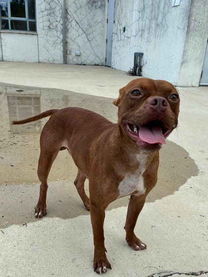 Photo of Brownie, adoptable Mixed Breed in New Orleans, Louisiana