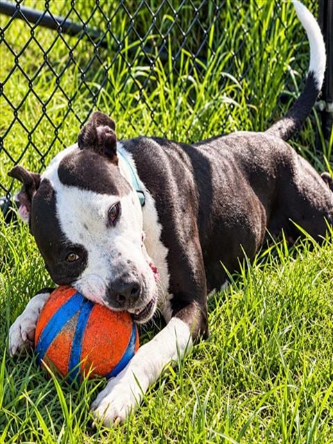 Photo of Marbles, adoptable American Pit Bull Terrier in Ocala, Florida