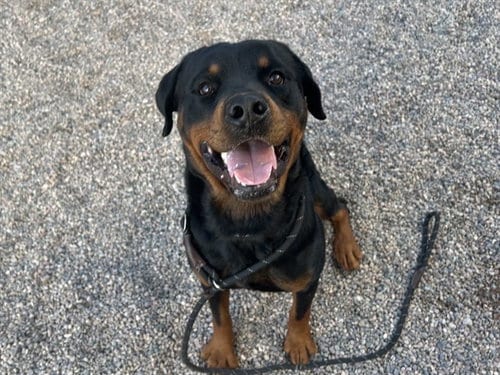 Photo of Moose, adoptable Rottweiler in Mesa, Arizona