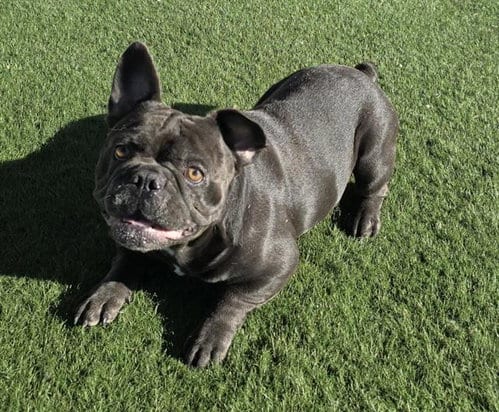 Photo of Kazoo, adoptable French Bulldog in HESPERIA, California