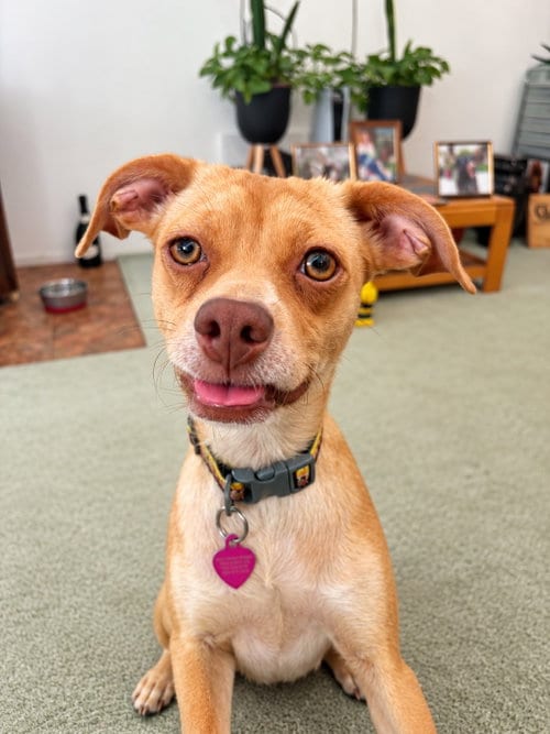 Photo of Jessie, adoptable Chihuahua in La Verne, California