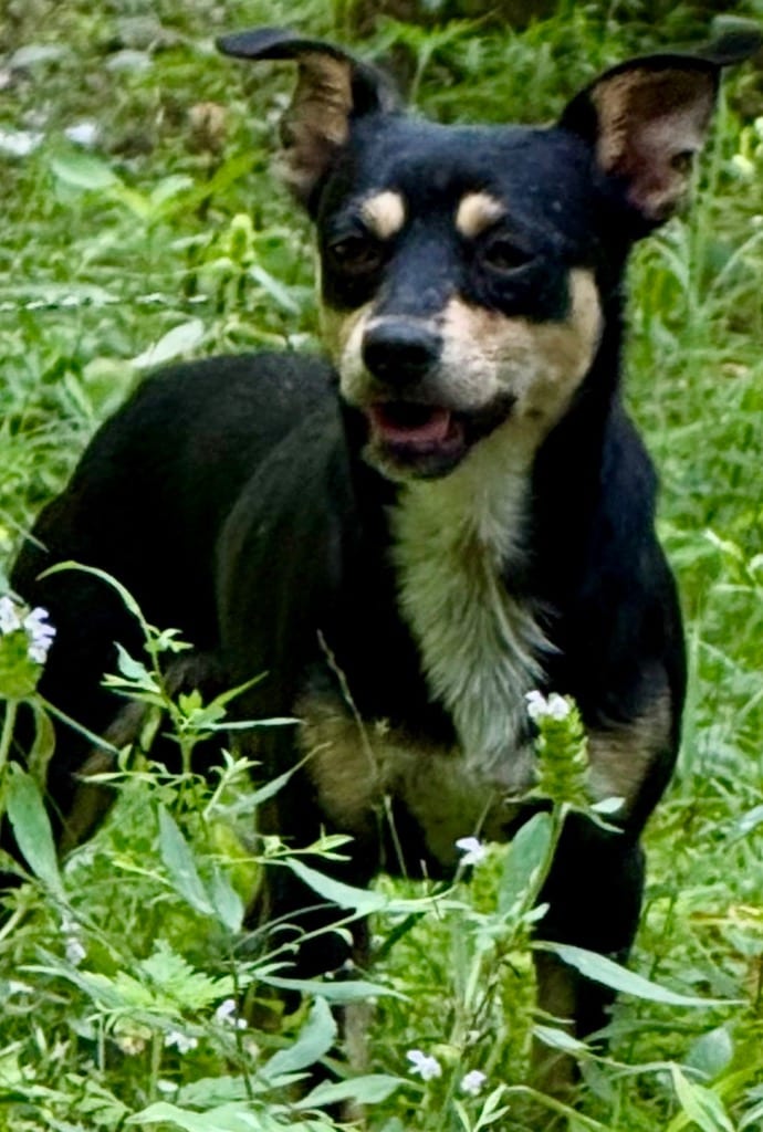 Photo of Pretty Boy Floyd, adoptable Chihuahua in Crossville, Tennessee