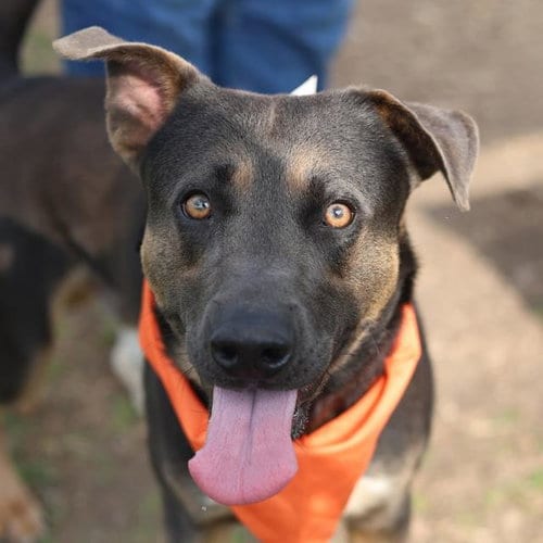 Photo of Castle, adoptable Labrador Retriever in San Antonio, Texas