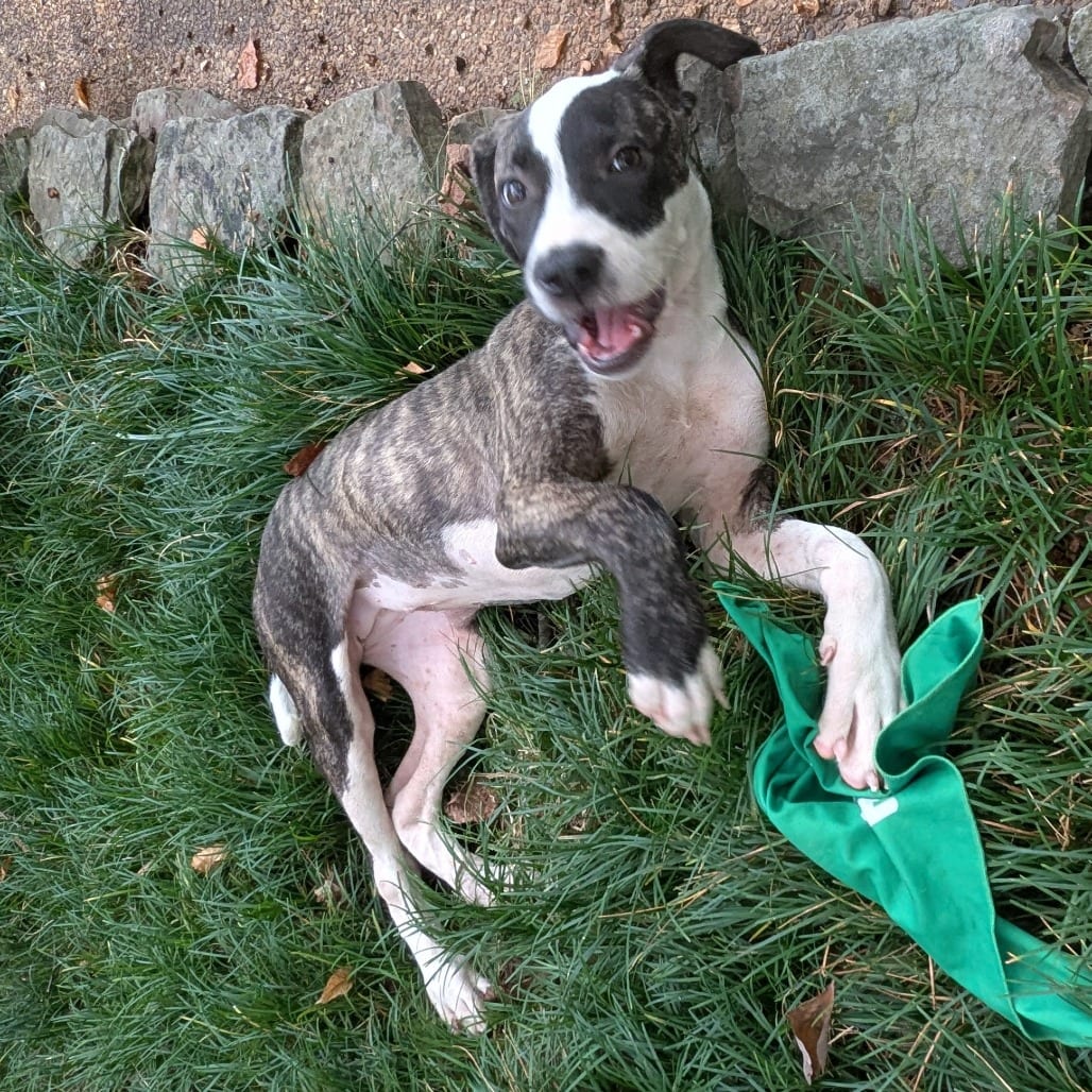 Photo of Ellie, adoptable Mixed Breed (Small)