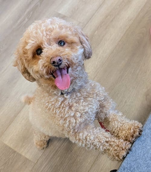 Photo of Koko, adoptable Poodle (unknown type) in Georgetown, Kentucky