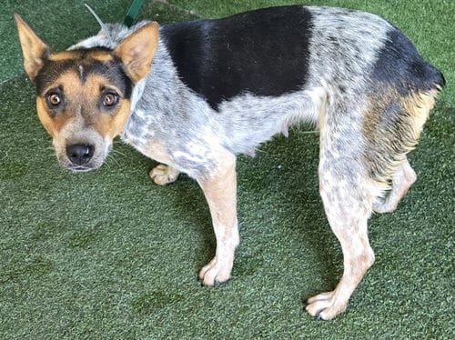 Photo of Bingo, adoptable Australian Cattle Dog/Blue Heeler in Lancaster, California