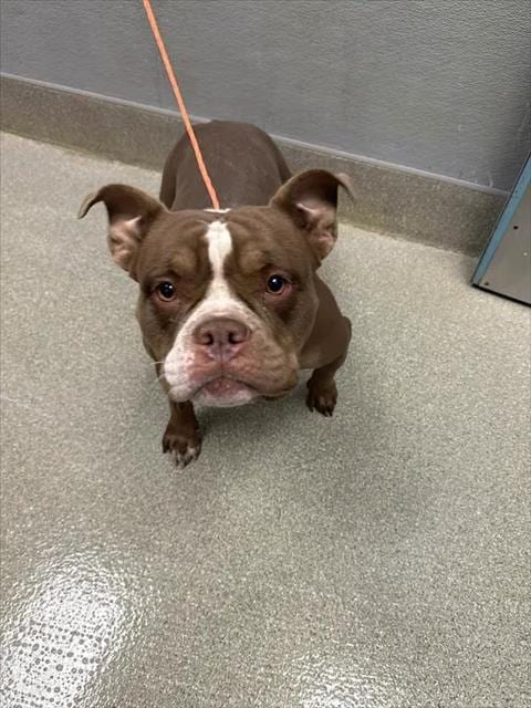 Photo of Honey, adoptable American Bulldog in Las Vegas, Nevada