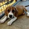 Photo of Ryder, adoptable Beagle in Enfield, Connecticut