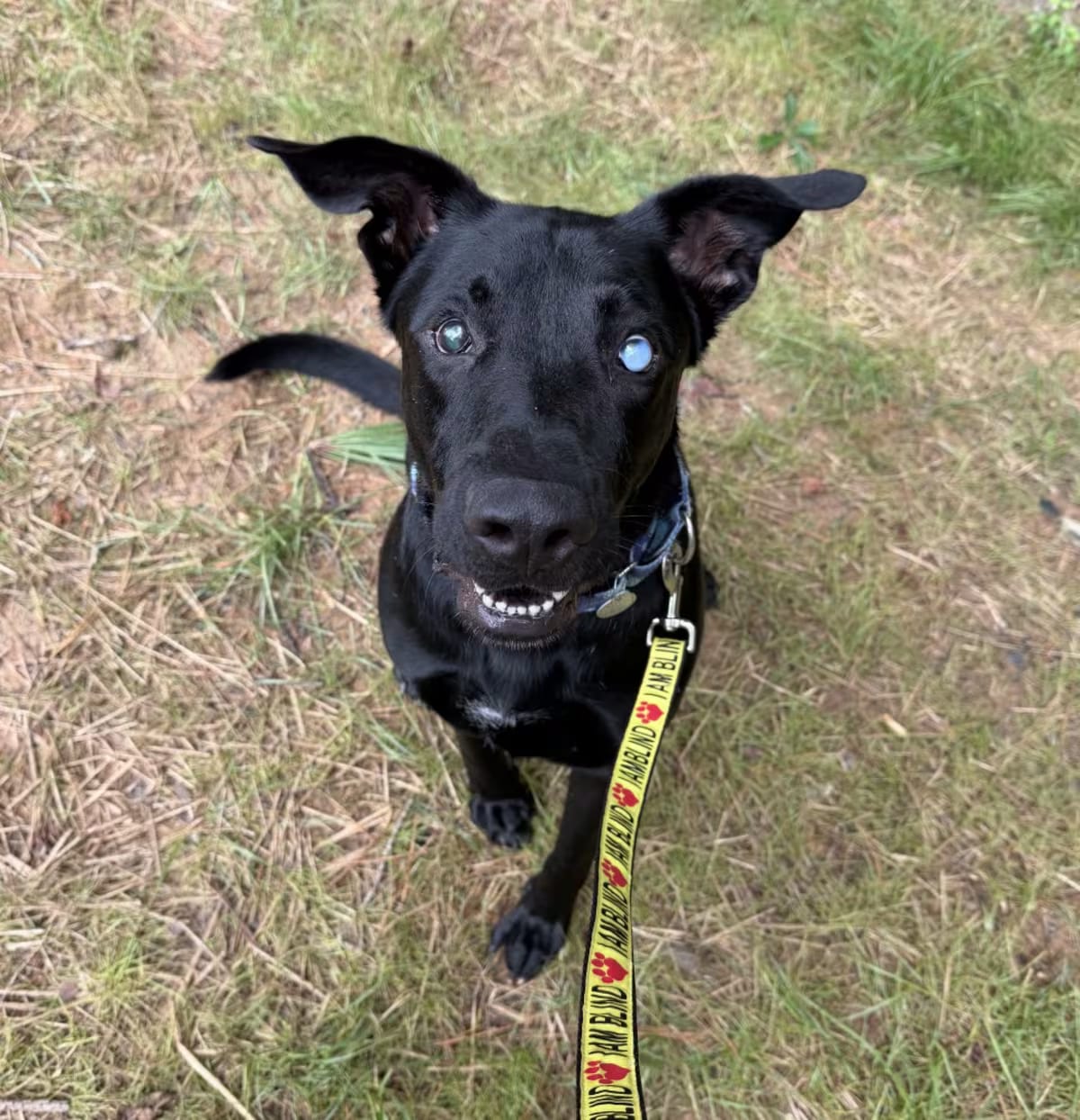 Photo of Chuck 22723, adoptable German Shepherd Dog/Mixed Breed (Medium) in Cumming, Georgia