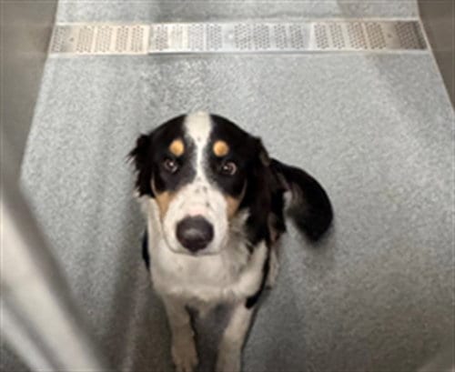 Photo of Autumn, adoptable Border Collie in Orange, California