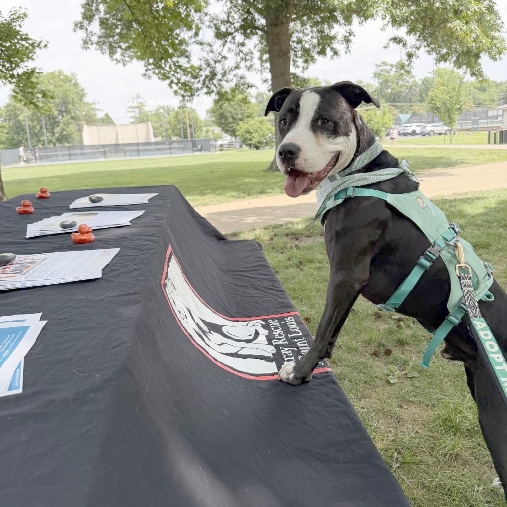 Photo of Bohannon, adoptable Boxer / Mixed Breed (Medium) in St. Louis, Missouri