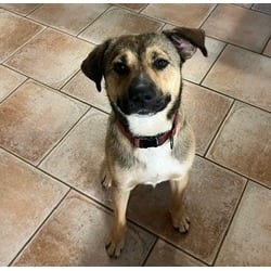 Photo of Graham, adoptable German Shepherd Dog Golden Retriever in Irmo, South Carolina
