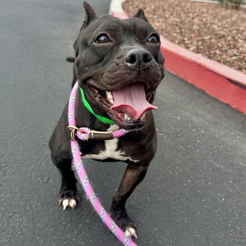 Photo of Sailor Moon, adoptable American Bulldog in Mesa, Arizona
