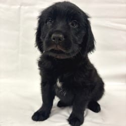 Photo of 1165 (2026) Star, adoptable Goldendoodle Mixed Breed (Medium) in Parker, Colorado