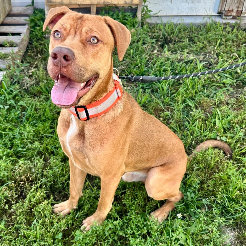 Photo of Hooch HA, adoptable Mixed Breed (Large) in Union, Missouri