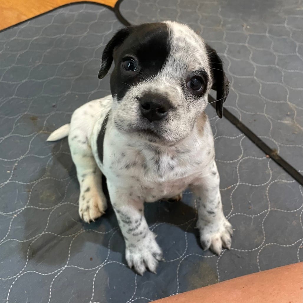 Photo of Bottle Bulldog - Dolly, adoptable Bulldog in Fairfax Station, Virginia
