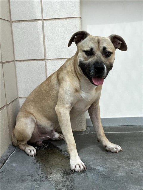 Photo of Honey Butter Biscuitt, adoptable American Pit Bull Terrier in Corpus Christi, Texas