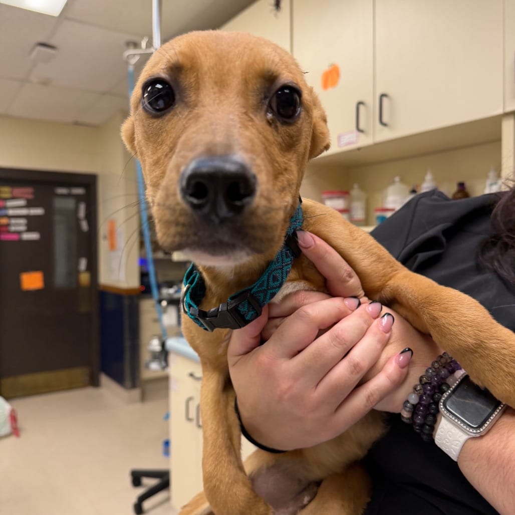 Photo of Mercury, adoptable Retriever, Labrador / Basenji in Boonville, Missouri