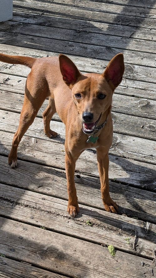 Photo of Mickey, adoptable Italian Greyhound in Andover, Minnesota