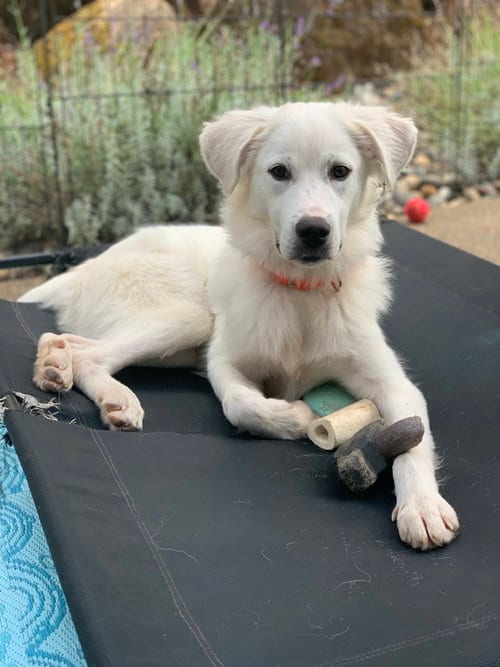 Photo of Nelly, adoptable Great Pyrenees in Spring, Texas