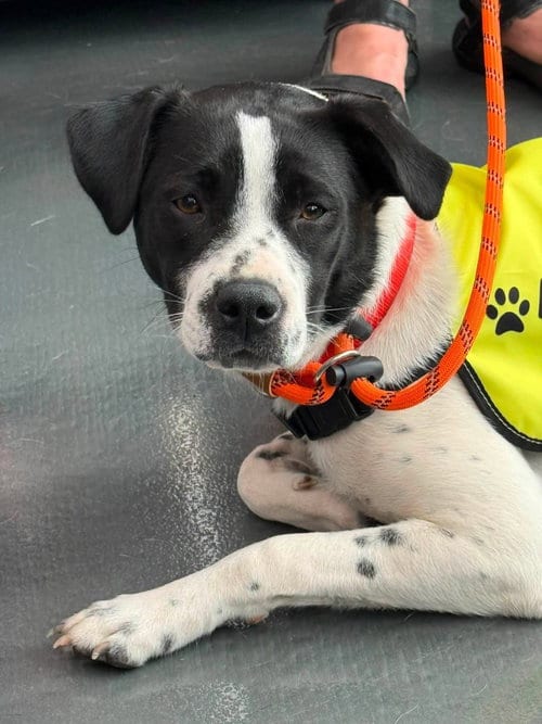 Photo of Cheyenne, adoptable Border Collie in Libertyville, Illinois