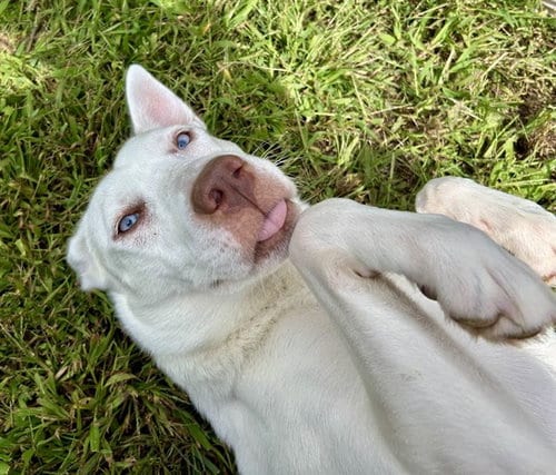 Photo of Bell, adoptable Siberian Husky in Springfield, Massachusetts