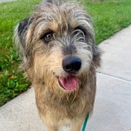 Photo of Polo, adoptable Terrier / Mixed Breed (Medium) in Potomac, Maryland