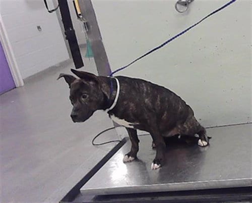 Photo of Fanta, adoptable Staffordshire Bull Terrier in Houston, Texas