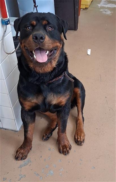 Photo of Gordo, adoptable Rottweiler in Chula Vista, California