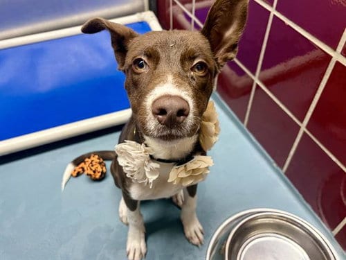 Photo of Fiona, adoptable American Staffordshire Terrier in Houston, Texas