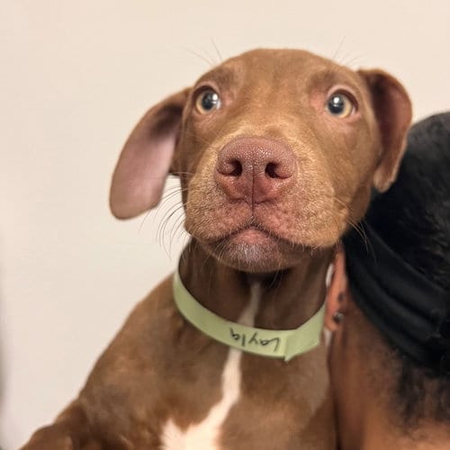 Photo of Layla, adoptable Unknown breed in Rancho Santa Fe, California
