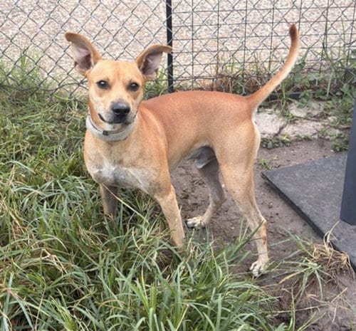 Photo of Twix, adoptable Staffordshire Bull Terrier in Houston, Texas