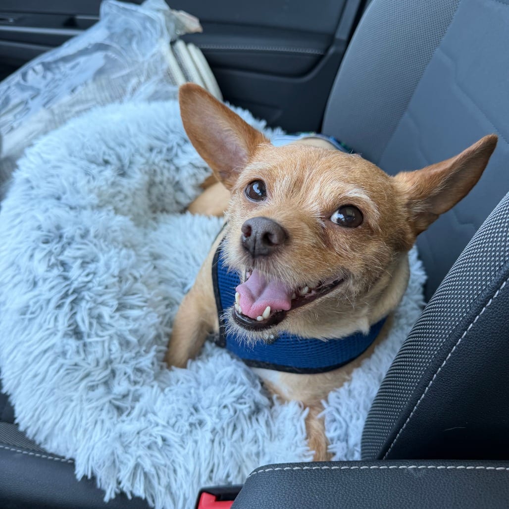 Photo of Muffin, adoptable Mixed Breed (Small) in Dallas, Texas