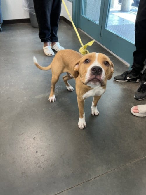 Photo of TY, adoptable American Staffordshire Terrier in Chatsworth, California